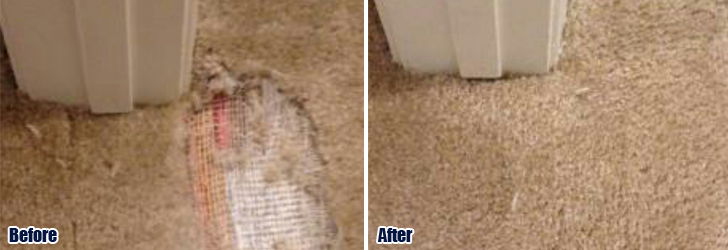 Carpet Patching Damaged Carpet Pet